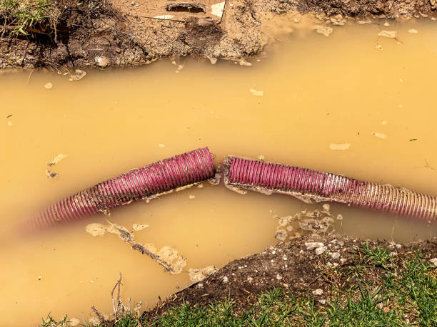 Best Water damage cleanup near me  in Governors Village, NC